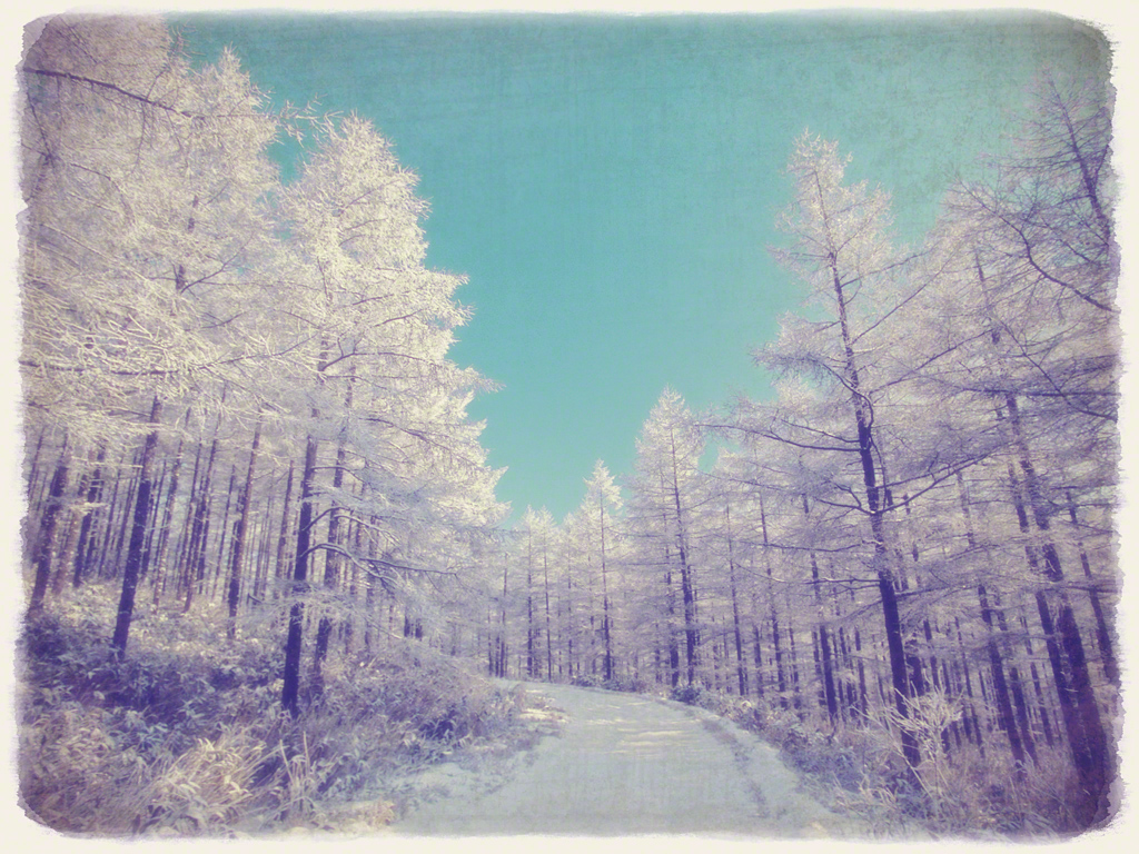青空とカラマツの樹氷の雪道