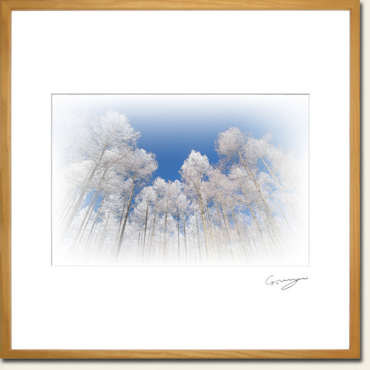 青空と見上げるカラマツの樹氷