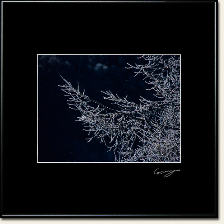 漆黒に輝く樹氷のカラマツの枝