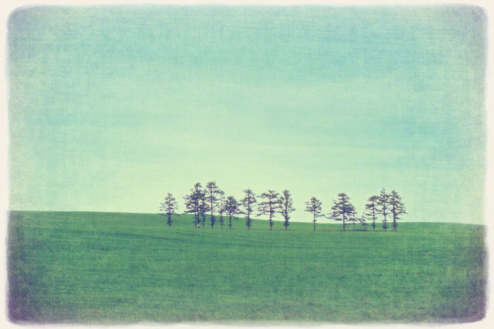 緑の丘と立ち並ぶカラマツの小木