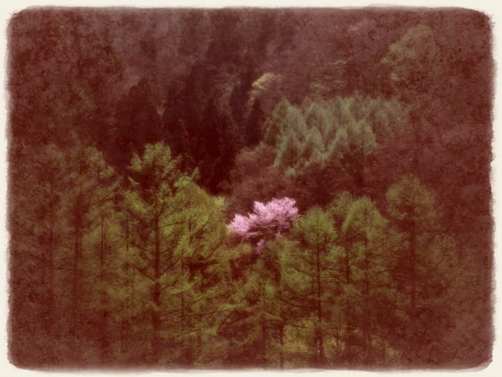 新芽のカラマツと輝く山桜