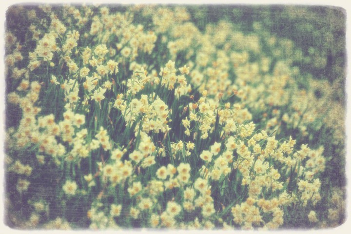 斜面一面に咲いた水仙の花